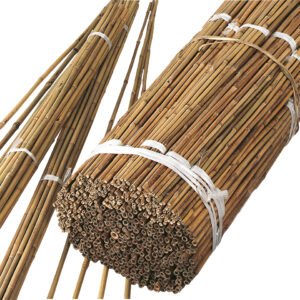 Tokin Canes