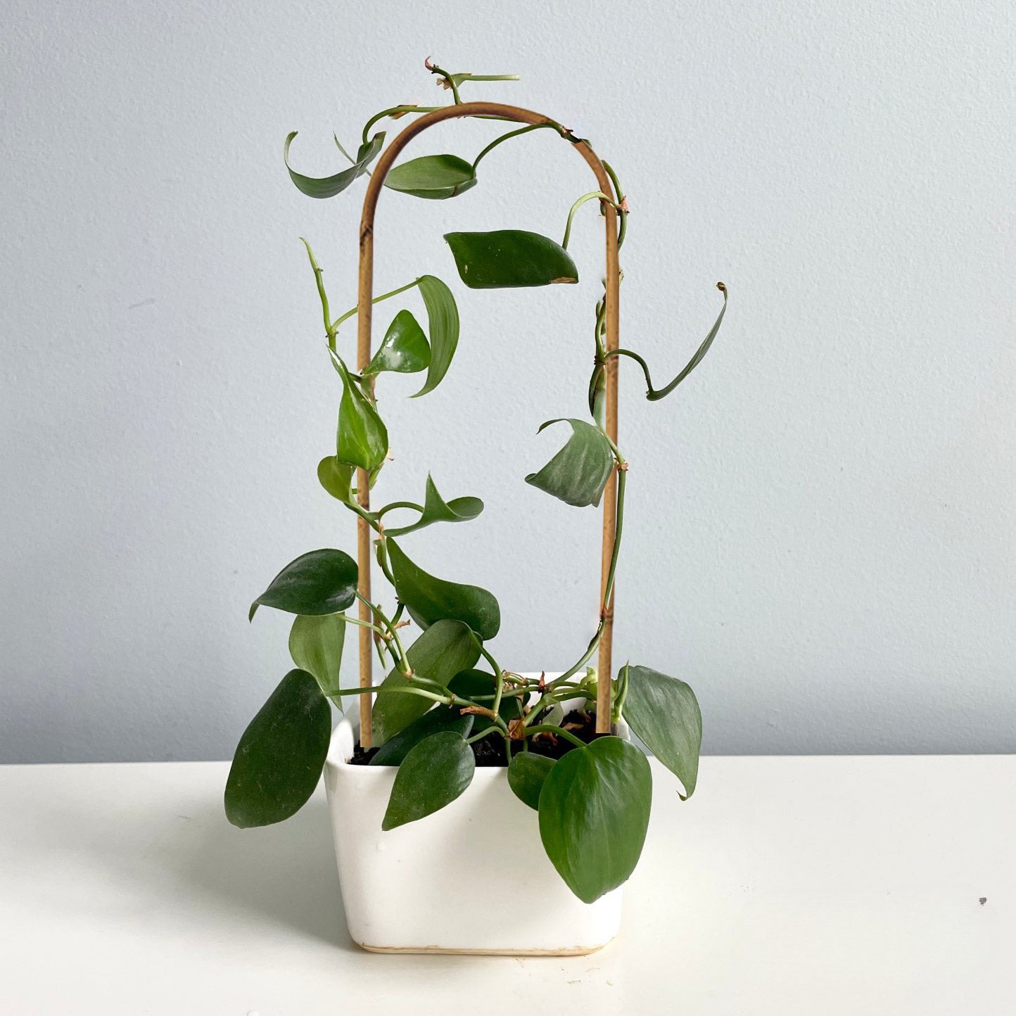 U-Shape Natural Bamboo